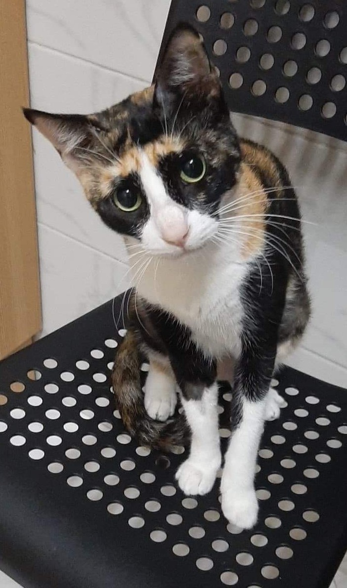 Kali the Cat